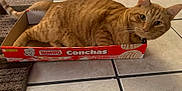 Jonas is registered to the contest to win money with this photo: animal, bimbo, box, cat, conchas, curious, cute, domestic_cat, ears, feline, floor, indoor, orange_tabby, pastry_box, pet, resting, tail, tile_floor, vanilla, whiskers
