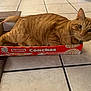animal, bimbo, box, cat, conchas, curious, cute, domestic_cat, ears, feline, floor, indoor, orange_tabby, pastry_box, pet, resting, tail, tile_floor, vanilla, whiskers