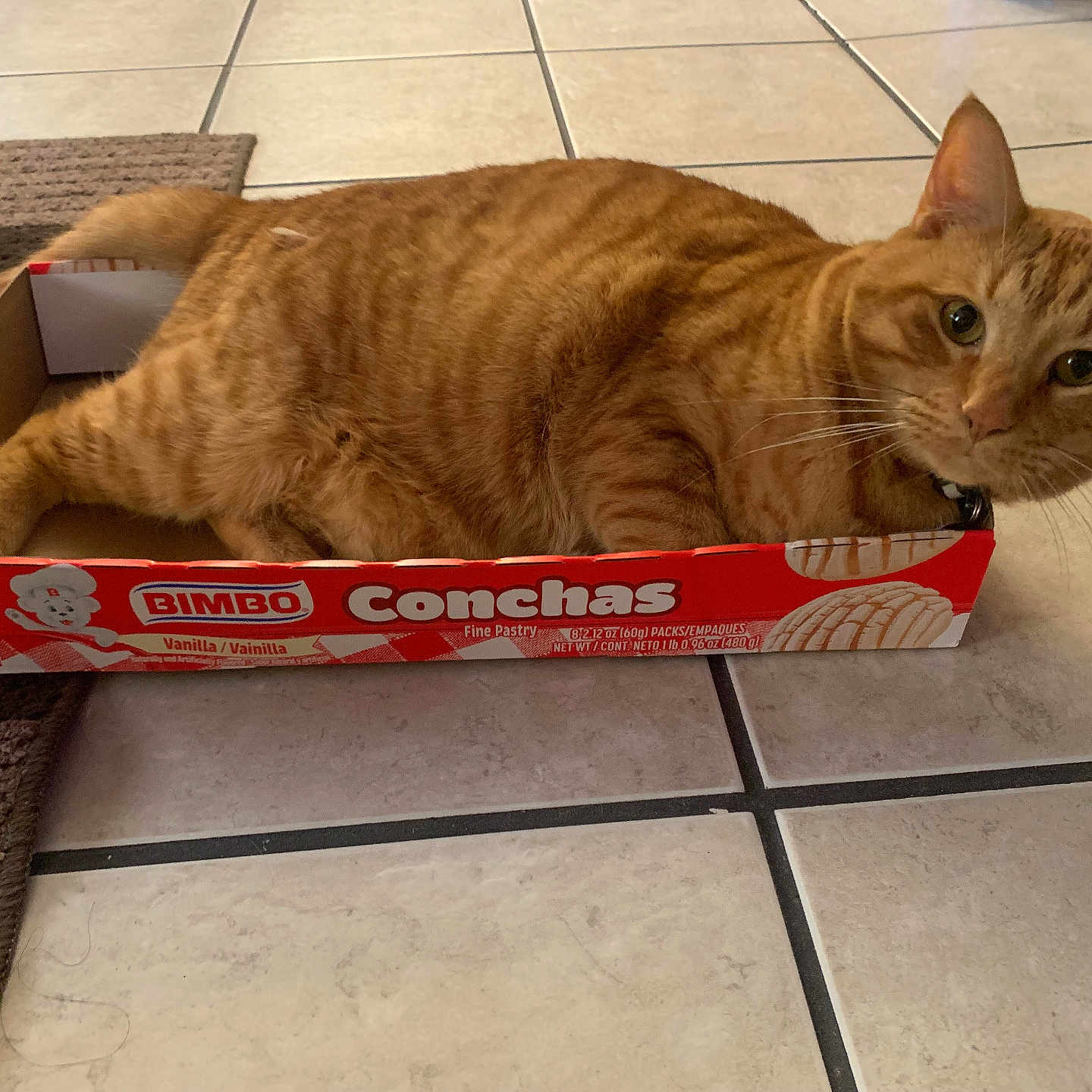Jonas is registered to the contest to win money with this photo: animal, bimbo, box, cat, conchas, curious, cute, domestic_cat, ears, feline, floor, indoor, orange_tabby, pastry_box, pet, resting, tail, tile_floor, vanilla, whiskers