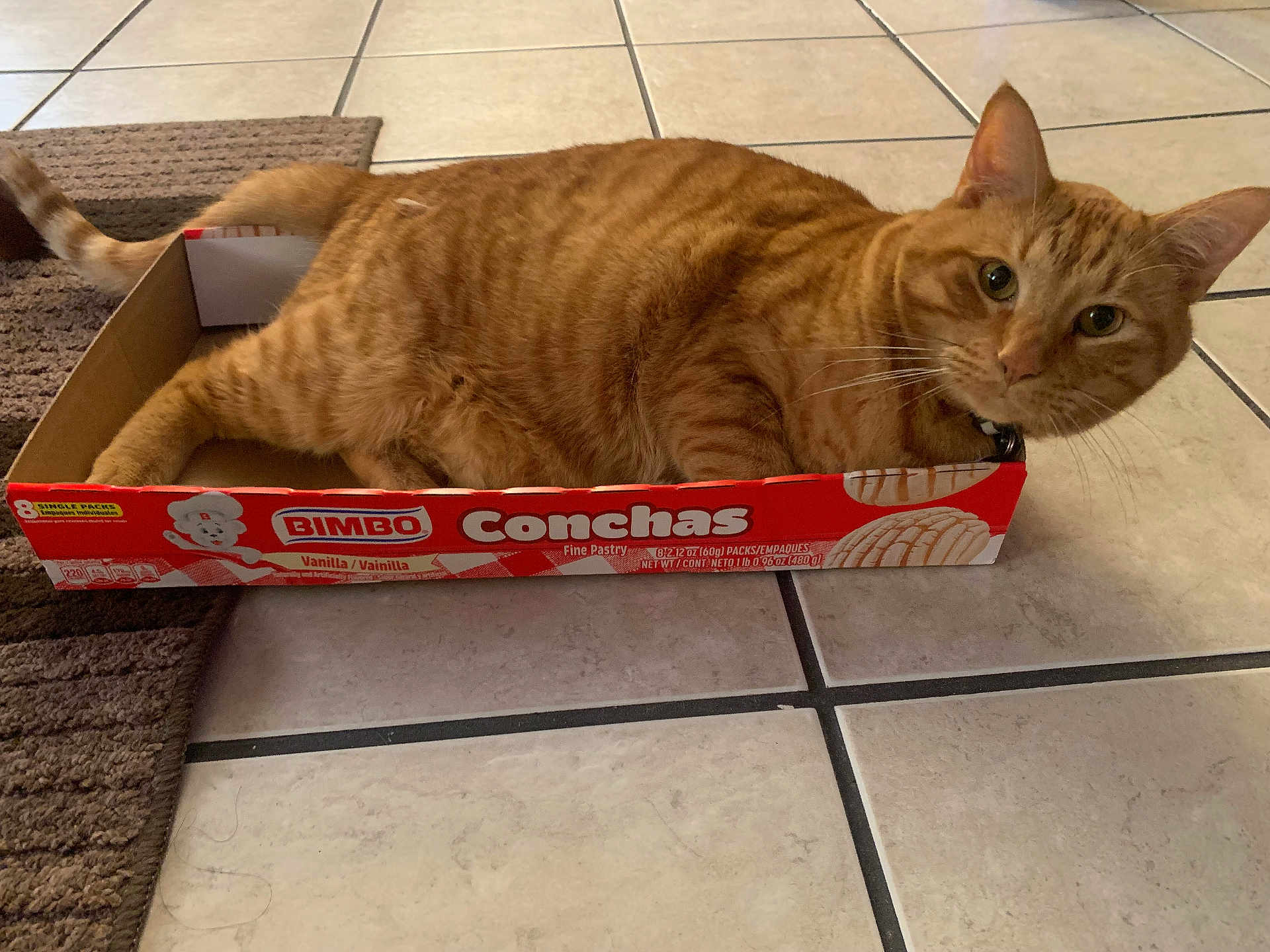 Jonas is registered to the contest to win money with this photo: animal, bimbo, box, cat, conchas, curious, cute, domestic_cat, ears, feline, floor, indoor, orange_tabby, pastry_box, pet, resting, tail, tile_floor, vanilla, whiskers