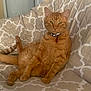 Jonas is registered to the contest to win money with this photo: animal, bell, cat, collar, comfortable, cute, domestic_cat, ears, feline, fur, indoor, looking, orange_tabby, patterned, pet, quilt, relaxed, sitting, tail, whiskers