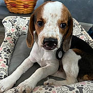 Moo joined the competition — help win amazing prizes! basket, beagle, close_up, collar_tag, cute, dog, ears, eye_contact, fabric, indoor, muzzle, nose, paw_print_pattern, paws, pet_bed, portrait, puppy, tricolor, wall, wooden_floor