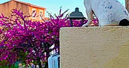 Oscar participe au concours pour gagner de l'argent avec cette photo : animal, blossom, building, calm, colorful, daylight, dog, nature, outdoor, pet, pink_flowers, quiet, sitting, sky, street, tree, urban, wall, watching, yellow_wall