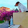 Oscar participe au concours pour gagner de l'argent avec cette photo : dog, animal, pet, sitting, wall, yellow_wall, tree, pink_flowers, blossom, outdoor, daylight, street, building, sky, urban, nature, quiet, watching, colorful, calm