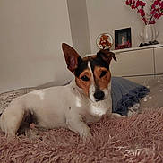 Oscar participe au concours pour gagner de l'argent avec cette photo :