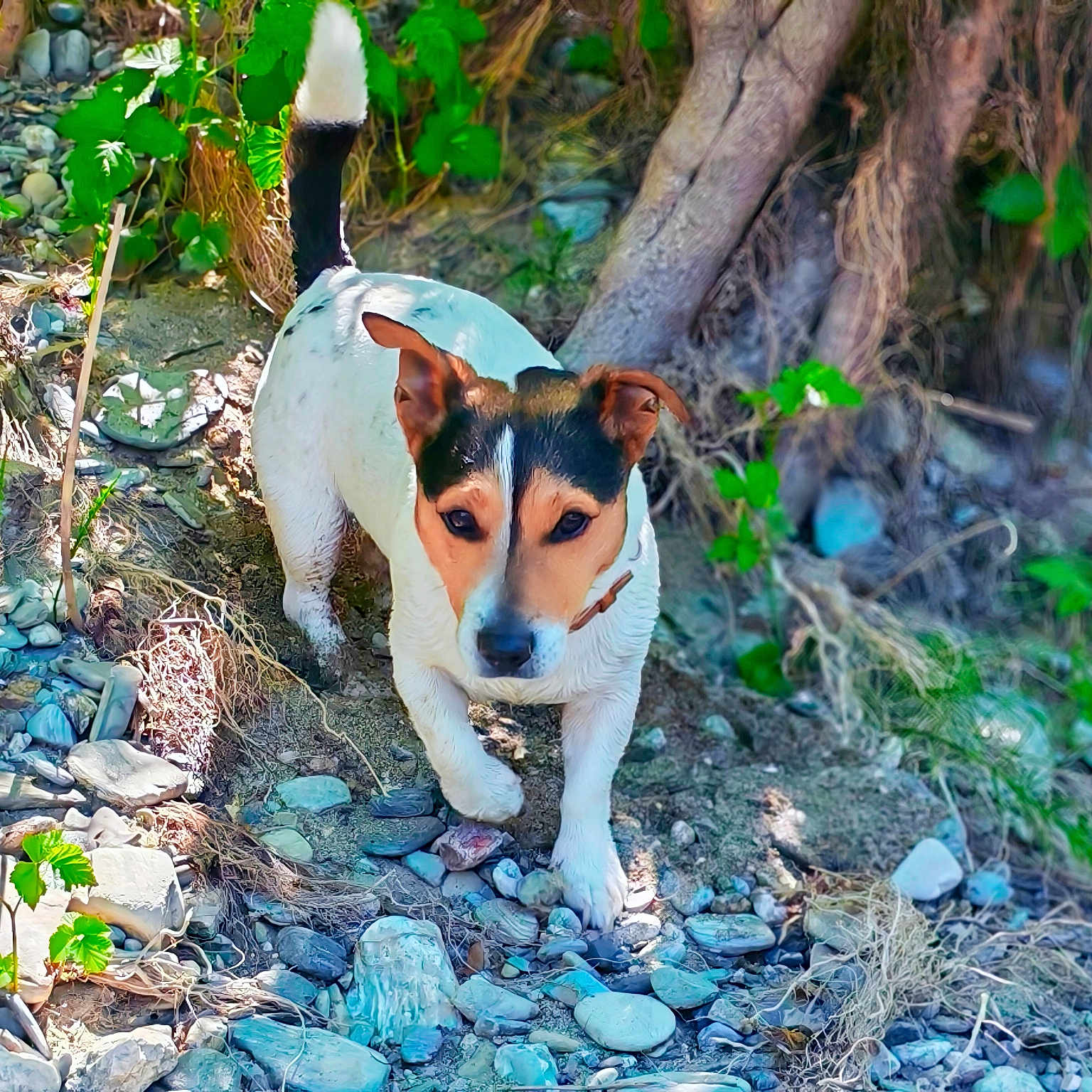 Oscar a rejoint le concours — aidez-le/la à gagner de superbes lots ! dog, jack_russell, outdoor, nature, rocks, greenery, tree_roots, walking, focused, sunlight, shadow, earth, leaves, pet, animal, small_dog, fur, tail, ears, collar