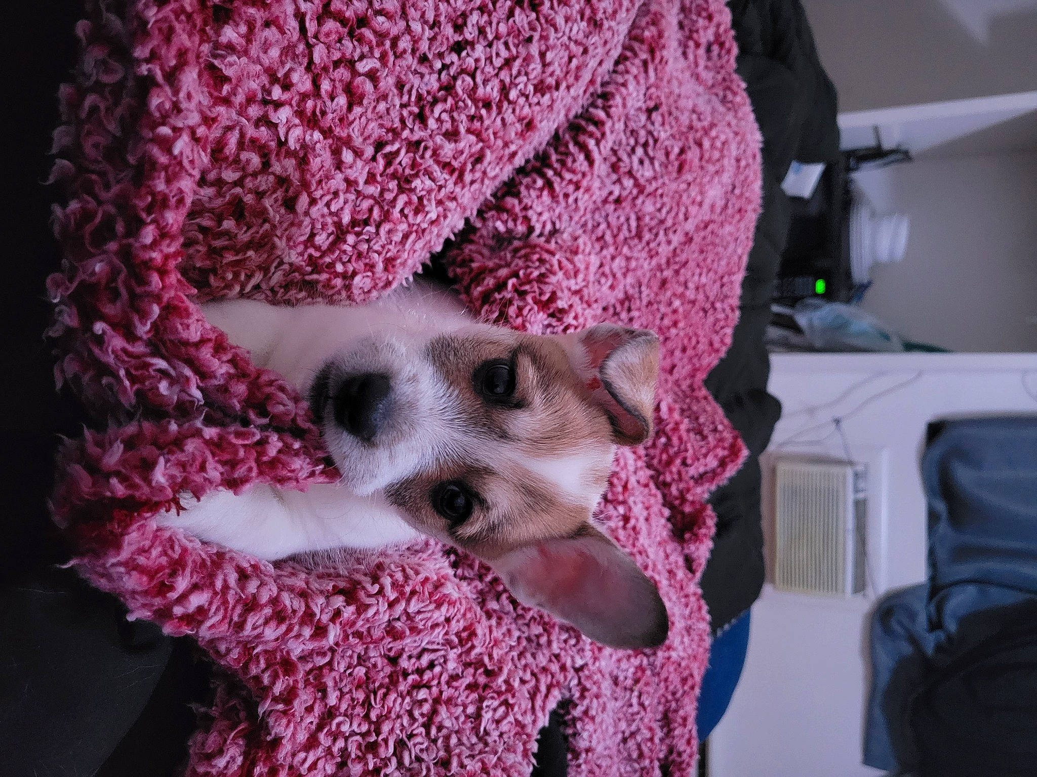 Bandit joined the competition — help win amazing prizes! carnivore, comfort, companion_dog, creative_arts, dog, dog_breed, fawn, felidae, grey, linens, luggage_and_bags, magenta, pattern, pink, purple, small_to_medium_sized_cats, snout, textile, whiskers, wool