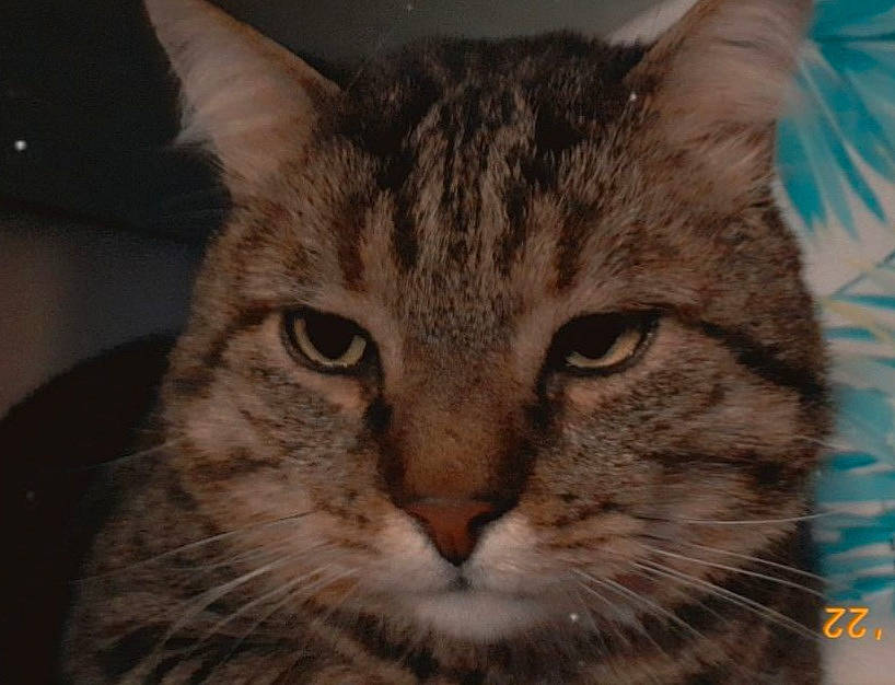 Doumet participe au concours pour gagner de l'argent avec cette photo : art, carnivore, cat, domestic_short_haired_cat, felidae, fur, head, iris, sky, small_to_medium_sized_cats, snout, terrestrial_animal, whiskers, wildlife