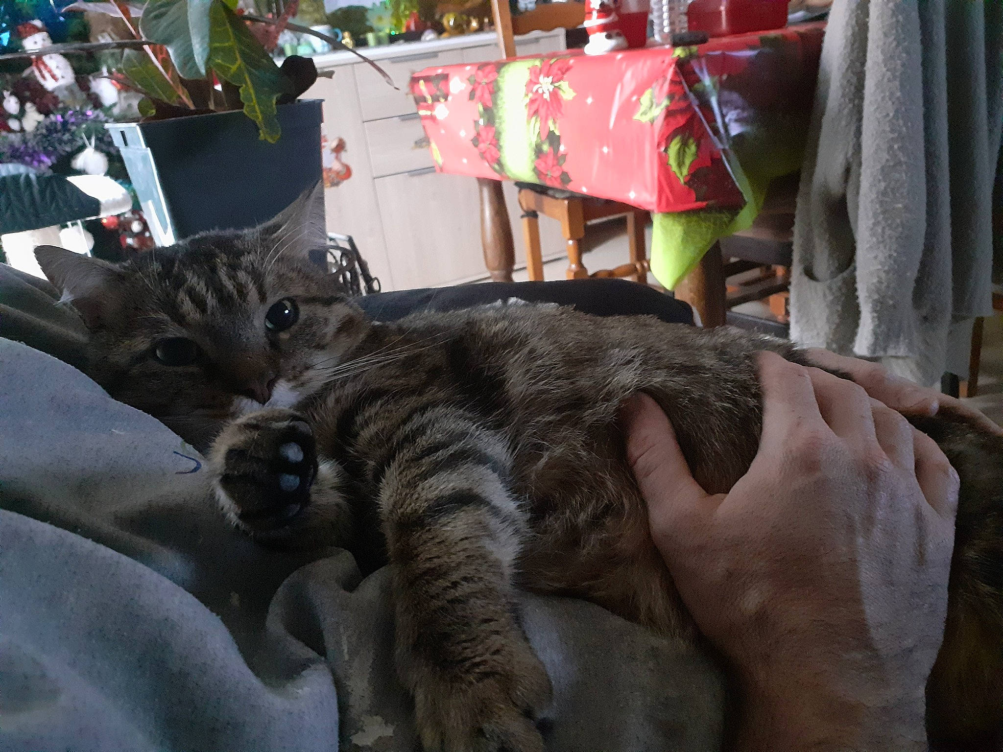 Doumet a rejoint le concours — aidez-le/la à gagner de superbes lots ! black_cat, carnivore, cat, claw, comfort, curtain, domestic_short_haired_cat, felidae, flesh, fur, gesture, human_leg, linens, paw, plant, small_to_medium_sized_cats, tail, tree, whiskers, wrist