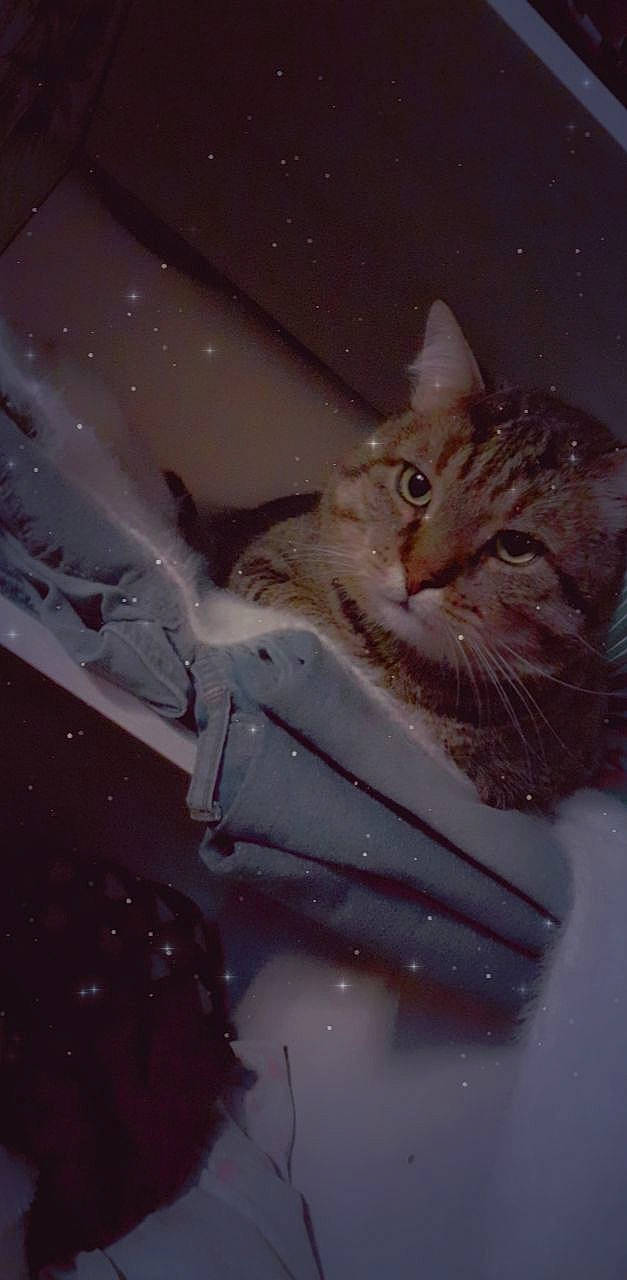 Doumet participe au concours pour gagner de l'argent avec cette photo : carnivore, cat, darkness, domestic_short_haired_cat, fawn, felidae, fluid, fur, iris, liquid, plumbing_fixture, small_to_medium_sized_cats, snout, still_life_photography, twig, water, whiskers, window, winter