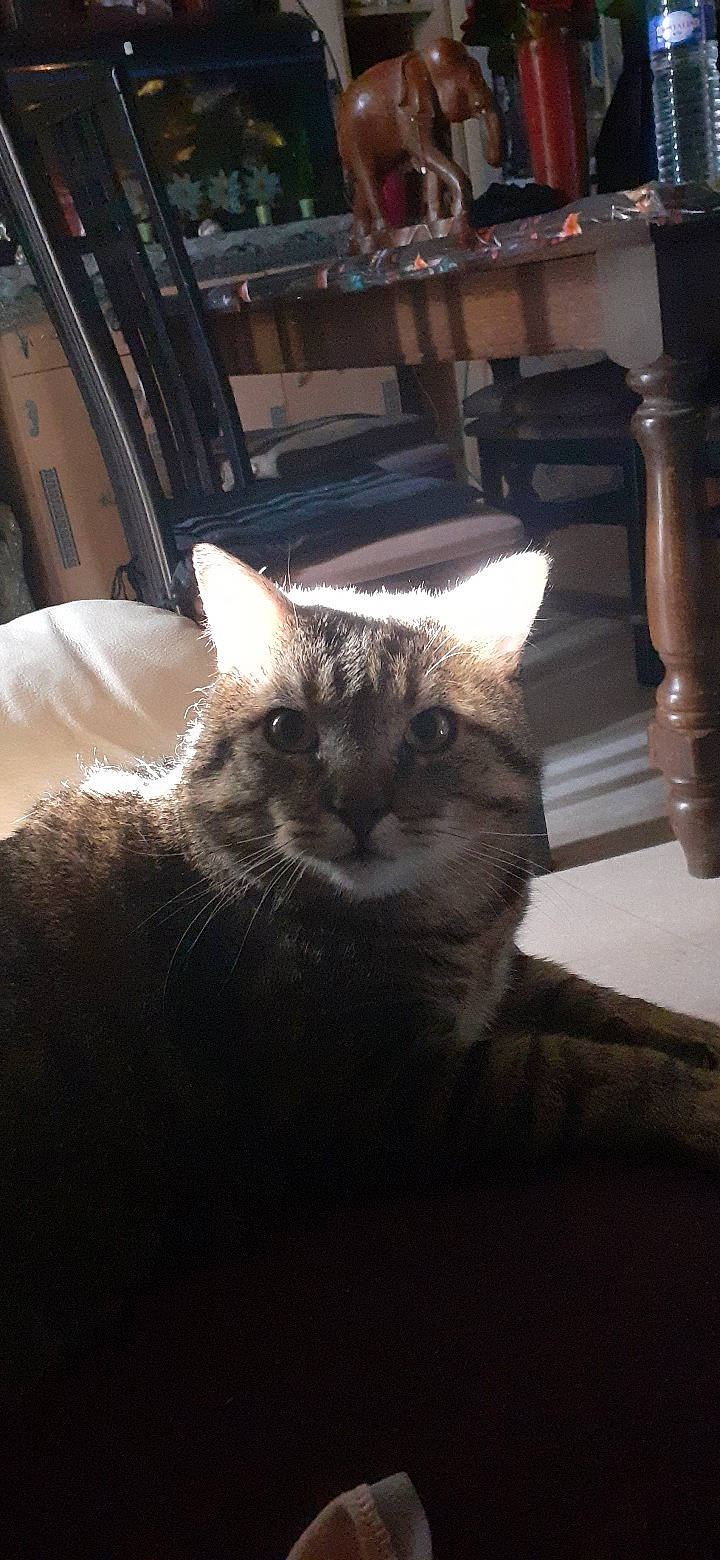 Doumet a rejoint le concours — aidez-le/la à gagner de superbes lots ! box, carnivore, cat, comfort, domestic_short_haired_cat, door, felidae, fur, grey, metal, paw, room, sitting, small_to_medium_sized_cats, snout, tail, whiskers, window, wood