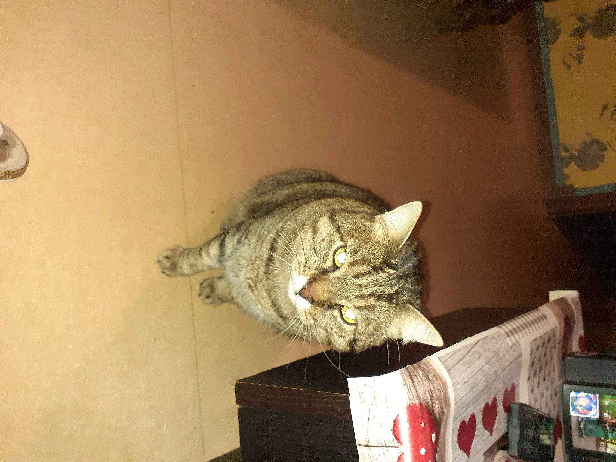 Doumet participe au concours pour gagner de l'argent avec cette photo : box, cardboard, carnivore, carton, cat, comfort, couch, domestic_short_haired_cat, felidae, fur, nap, packaging_and_labeling, paw, room, shipping_box, small_to_medium_sized_cats, snout, tail, whiskers, wood