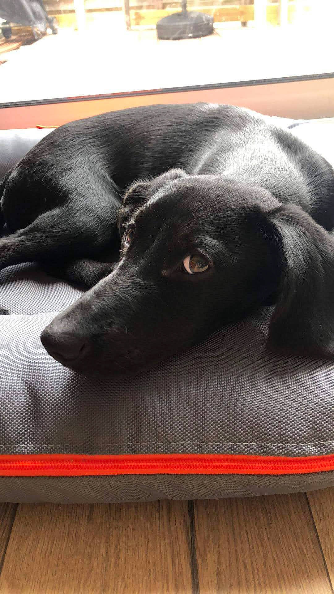 Sukiaa participe au concours pour gagner de l'argent avec cette photo : borador, canidae, carnivore, comfort, companion_dog, dog, dog_breed, dog_collar, fur, grey, gun_dog, hardwood, liver, pet_supply, snout, sporting_group, terrestrial_animal, whiskers, wood, working_animal
