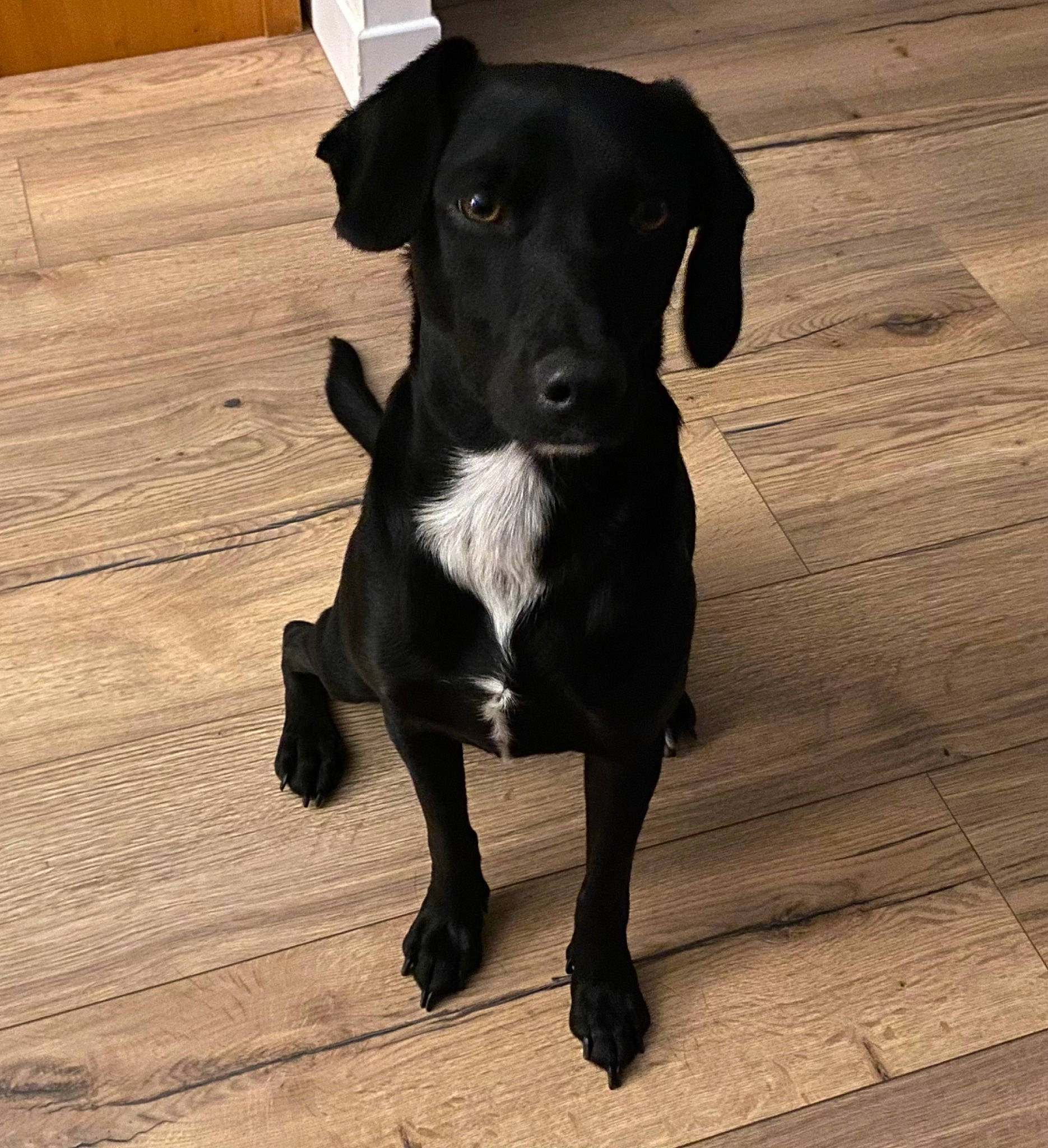 Sukiaa participe au concours pour gagner de l'argent avec cette photo : borador, carnivore, companion_dog, dog, dog_breed, dog_collar, flooring, fur, hardwood, pet_supply, plank, snout, sporting_group, terrestrial_animal, varnish, wood, wood_flooring, wood_stain, working_animal