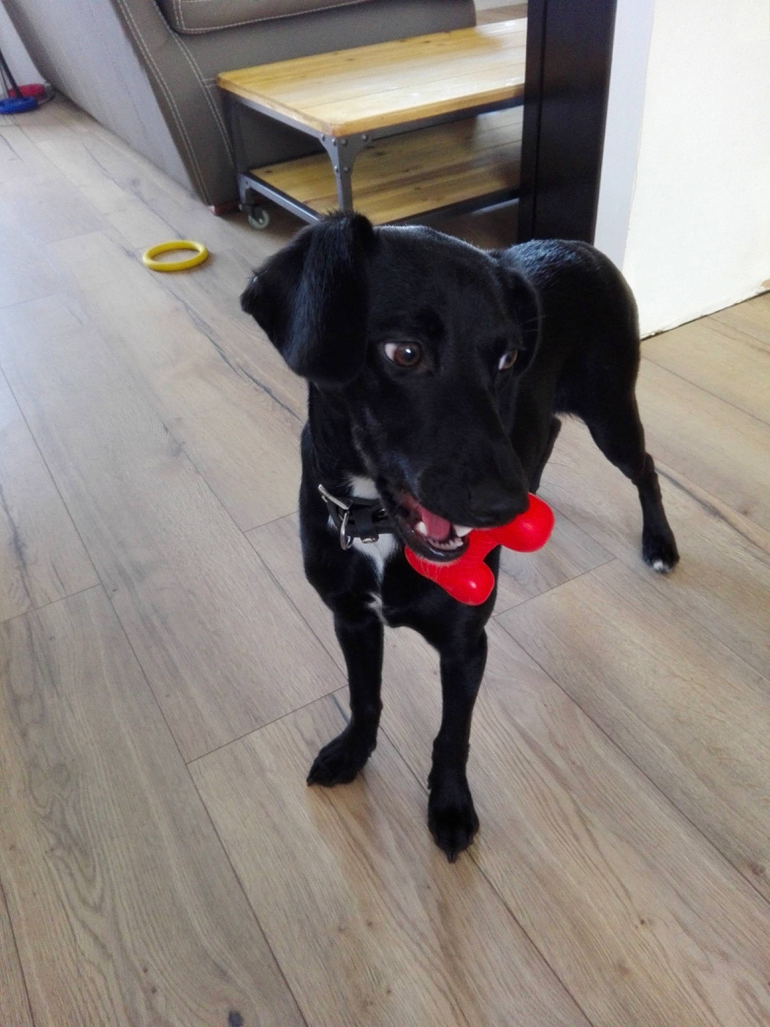 Sukiaa a rejoint le concours — aidez-le/la à gagner de superbes lots ! carnivore, chair, collar, companion_dog, dog, dog_breed, dog_collar, dog_supply, fawn, floor, flooring, fur, hardwood, laminate_flooring, snout, tail, whiskers, wood, wood_flooring, working_animal