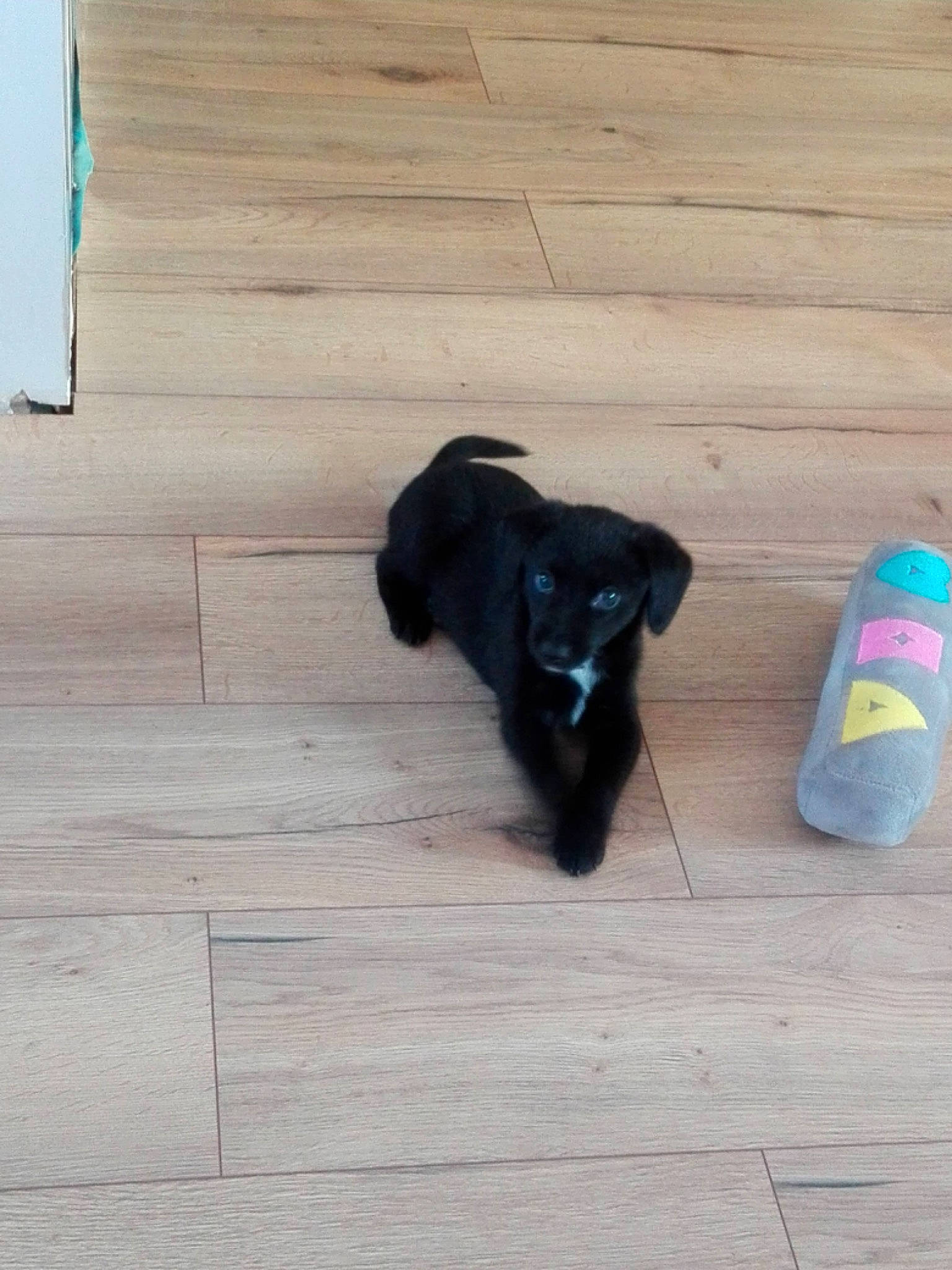 Sukiaa a rejoint le concours — aidez-le/la à gagner de superbes lots ! canidae, carnivore, companion_dog, dog, dog_breed, electric_blue, felidae, floor, flooring, fur, hardwood, laminate_flooring, liver, plank, snout, sporting_group, tail, wood, wood_flooring, wood_stain