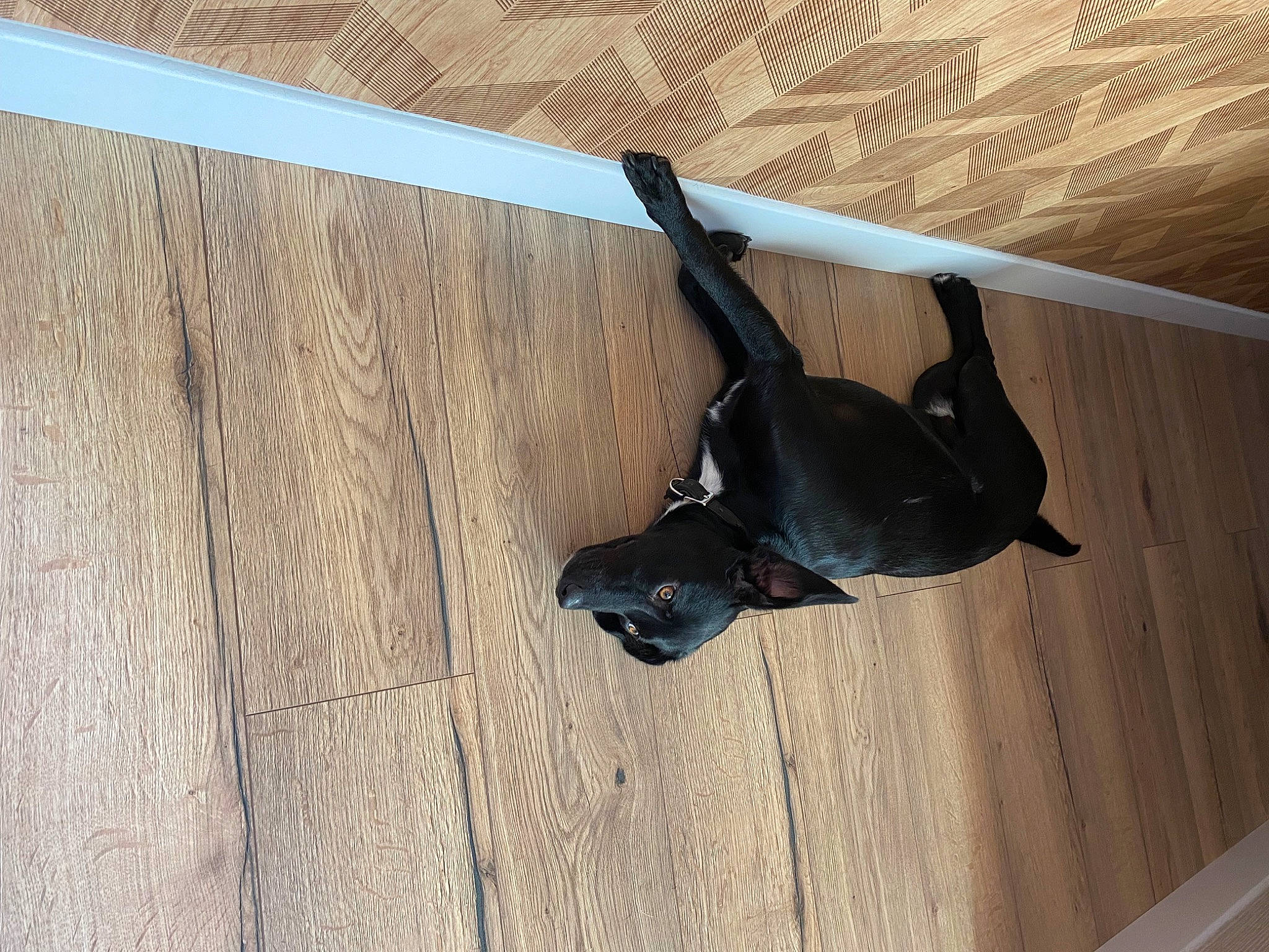 Sukiaa participe au concours pour gagner de l'argent avec cette photo : bat, ceiling, comfort, flooring, foot, hardwood, laminate_flooring, metal, plank, plywood, sculpture, shade, shadow, snout, tail, terrestrial_animal, tints_and_shades, wood, wood_flooring, wood_stain