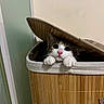 cat, kitten, animal, pet, feline, white_paws, pink_nose, blue_eyes, wide_eyed, cute, adorable, basket, laundry_basket, woven, bamboo, lid, indoors, portrait, peeking, playful