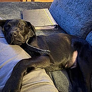 Milo joined the competition — help win amazing prizes! dog, black_dog, sleeping, couch, blue_couch, person, leg, binder, indoor, relaxing, pet, fur, collar, resting, cozy, home, comfort, nap, animal, domestic