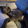 dog, black_dog, sleeping, couch, blue_couch, person, leg, binder, indoor, relaxing, pet, fur, collar, resting, cozy, home, comfort, nap, animal, domestic