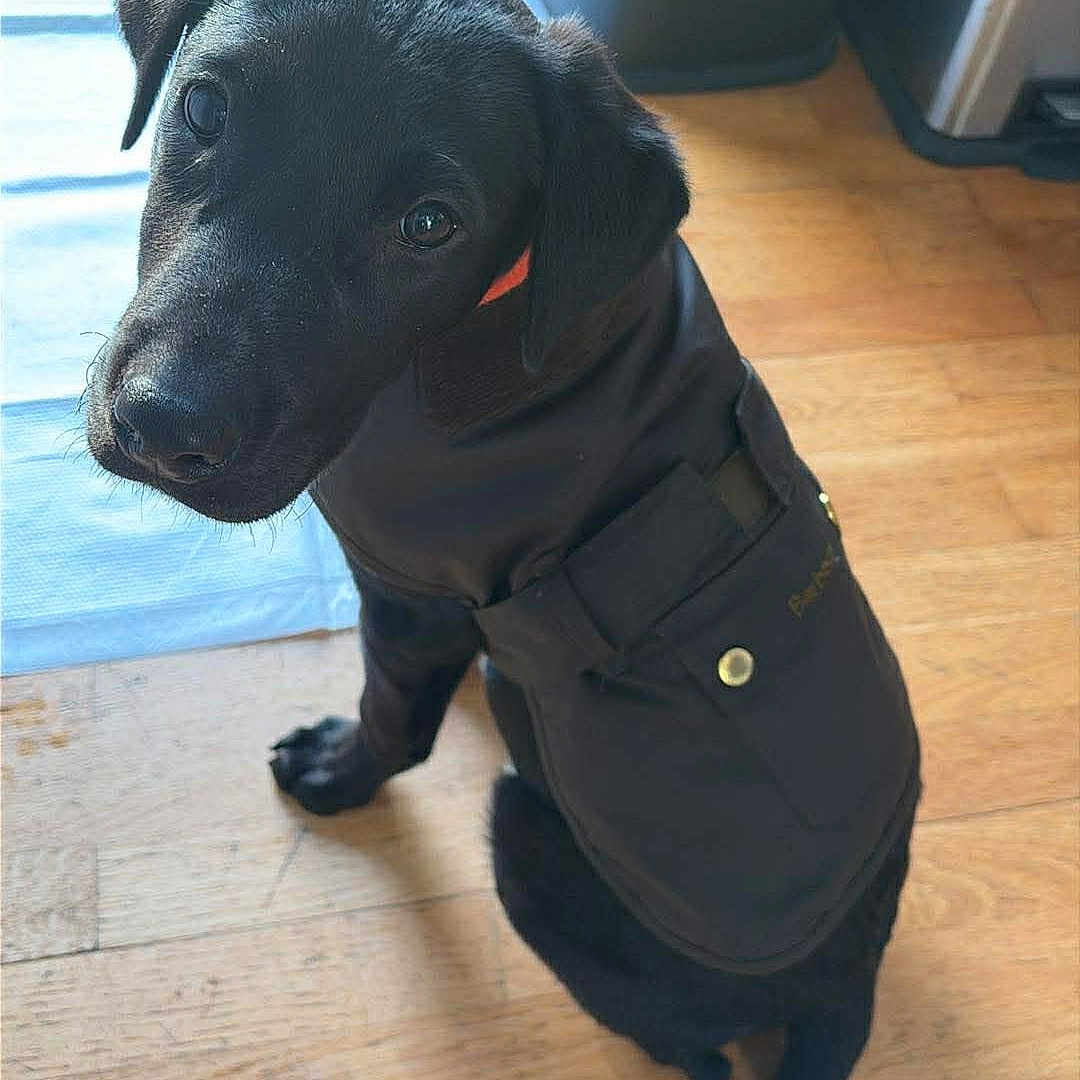 Milo is registered to the contest to win money with this photo: animal, black_dog, canine, curious, cute, dog, domestic, flooring, household, indoor, jacket, looking_up, mat, pet, portrait, puppy, sitting, trash_bin, wooden_floor, young_dog