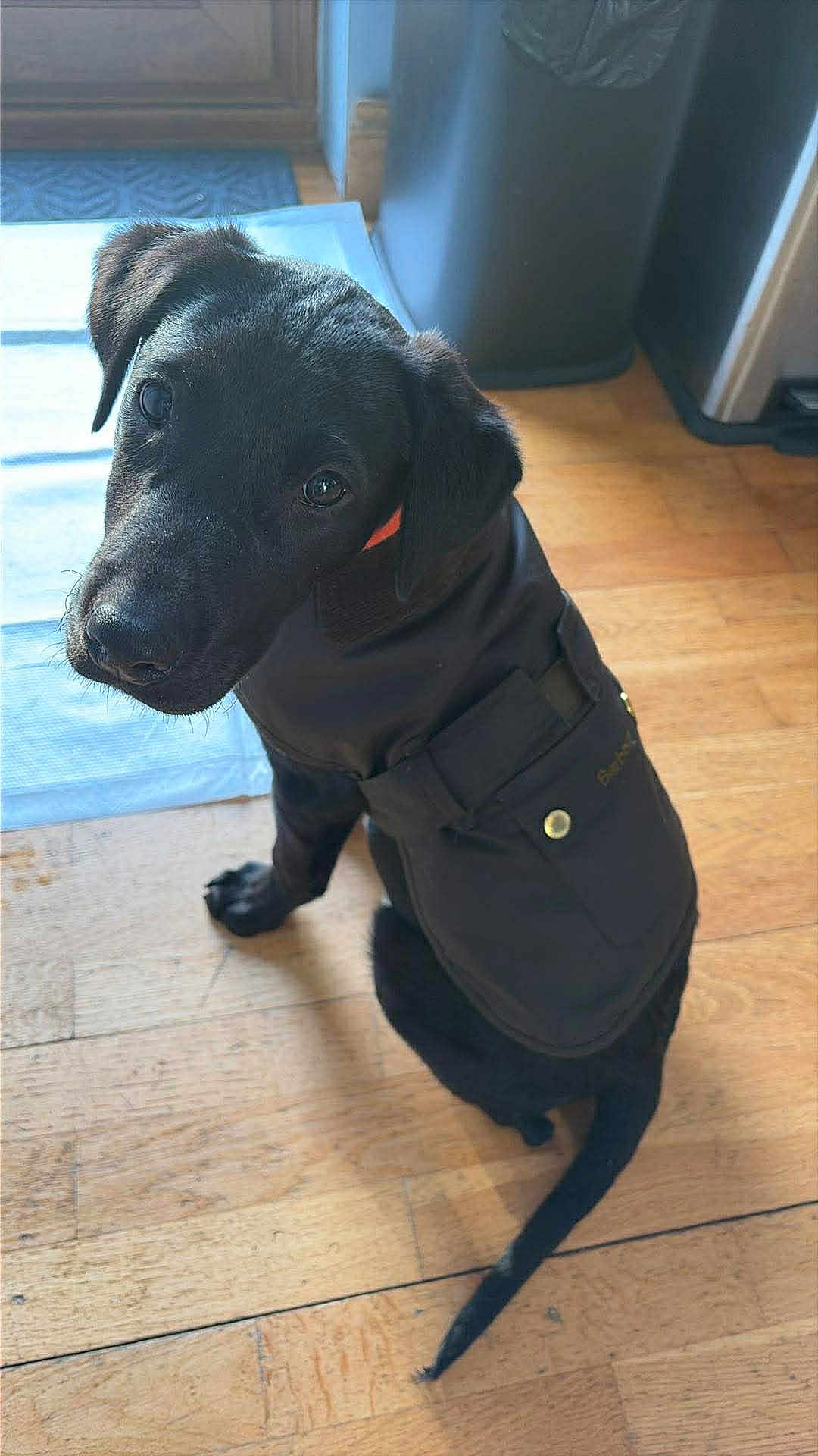 Milo is registered to the contest to win money with this photo: puppy, dog, black_dog, jacket, pet, indoor, wooden_floor, curious, looking_up, flooring, household, trash_bin, mat, young_dog, canine, animal, domestic, cute, sitting, portrait