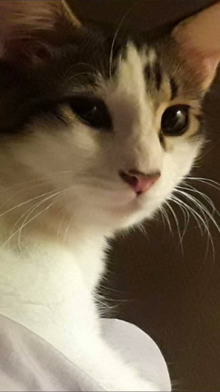 Xander joined the competition — help win amazing prizes! carnivore, cat, close_up, domestic_short_haired_cat, felidae, fur, monochrome_photography, paw, small_to_medium_sized_cats, whiskers, window