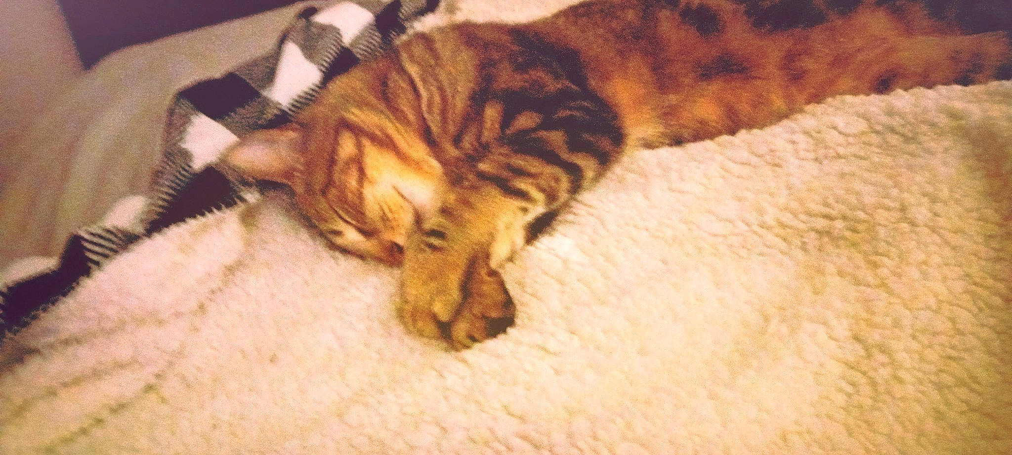 Monkey is registered to the contest to win money with this photo: carnivore, cat, claw, comfort, domestic_short_haired_cat, fawn, felidae, flooring, fur, hardwood, nap, paw, sleep, small_to_medium_sized_cats, tail, terrestrial_animal, whiskers, wood