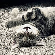 Mayhem joined the competition — help win amazing prizes! animal, cat, closeup, curious, eyes, fur, head, mammal, outdoor, pavement, paw, pet, playful, relaxed, striped, tabby, teeth, texture, upside_down, whiskers