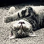 animal, cat, closeup, curious, eyes, fur, head, mammal, outdoor, pavement, paw, pet, playful, relaxed, striped, tabby, teeth, texture, upside_down, whiskers