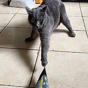 Chicken is registered to the contest to win money with this photo: animal, cat, curious, domestic, engaged, feline, floor, fun, gray_cat, home, indoor, kitchen, paw, pet, playful, sock, stretching, tiled_floor, toy, yellow_stars