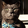 Chicken joined the competition — help win amazing prizes! cat, gray_cat, bow_tie, pet, feline, close_up, portrait, indoor, sunlight, whiskers, green_eyes, fur, animal, cute, domestic_cat, collar, fashion, serious, muzzle, face