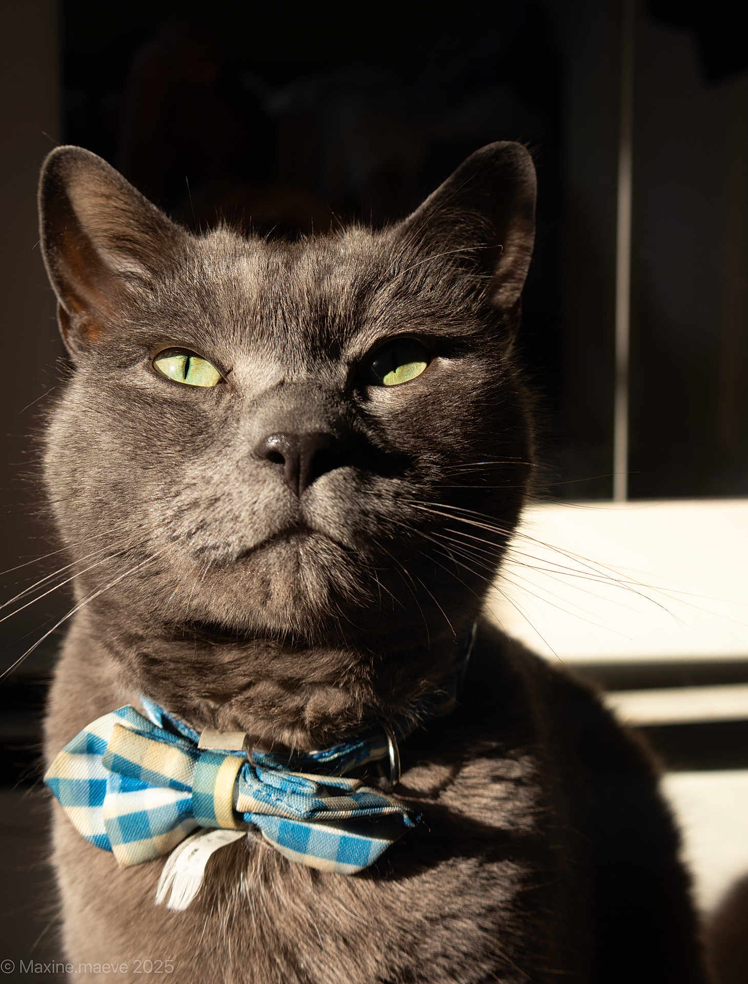 Chicken joined the competition — help win amazing prizes! cat, gray_cat, bow_tie, pet, feline, close_up, portrait, indoor, sunlight, whiskers, green_eyes, fur, animal, cute, domestic_cat, collar, fashion, serious, muzzle, face