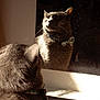 Chicken joined the competition — help win amazing prizes! animal, bow_tie, cat, closeup, domestic_cat, dust, feline, fur, head, indoor, looking, mirror, pet, portrait, reflection, side_view, still_life, sunlight, whiskers, window_light