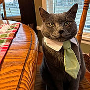 Chicken is registered to the contest to win money with this photo: cat, gray_cat, tie, collar, chair, table, tablecloth, wooden_furniture, indoor, pet, animal, window, daylight, green_tie, closeup, sitting, portrait, domestic_cat, feline, cute