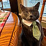 cat, gray_cat, tie, collar, chair, table, tablecloth, wooden_furniture, indoor, pet, animal, window, daylight, green_tie, closeup, sitting, portrait, domestic_cat, feline, cute