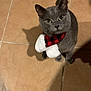 Chicken is registered to the contest to win money with this photo: cat, gray_cat, pet, animal, scarf, red_and_black_plaid, floor, tile_floor, green_eyes, cute, feline, whiskers, indoor, looking_up, curious, cozy, domestic_cat, fur, sitting, shadow