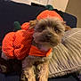 animal, brown_fur, costume, couch, cozy, cute, decor, dog, festive, fluffy, furry, holiday, home, indoor, orange, pet, pillow, pumpkin, seated, small_dog