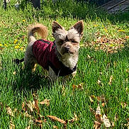 Trent is registered to the contest to win money with this photo: animal, coat, cute, daytime, dog, ears, fluffy, grass, greenery, jacket, leaves, mammal, nature, outdoor, pet, small_dog, standing, sunlight, tail, yard