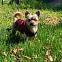 animal, coat, cute, daytime, dog, ears, fluffy, grass, greenery, jacket, leaves, mammal, nature, outdoor, pet, small_dog, standing, sunlight, tail, yard
