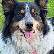 Taïga participe au concours pour gagner de l'argent avec cette photo : dog, animal, pet, outdoor, grass, portrait, happy, tongue_out, fluffy, ears, fur, smile, closeup, collar, tag, cute, friendly, canine, nature, domestic_animal