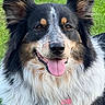 dog, animal, pet, outdoor, grass, portrait, happy, tongue_out, fluffy, ears, fur, smile, closeup, collar, tag, cute, friendly, canine, nature, domestic_animal