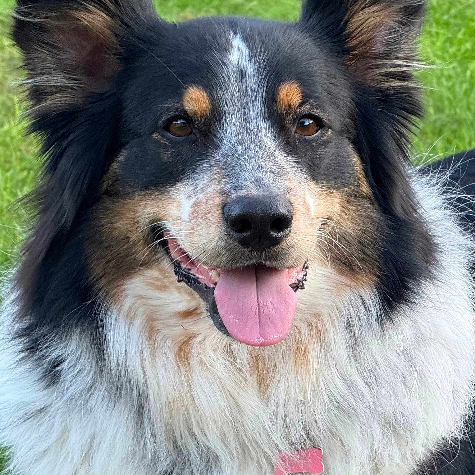 Taïga participe au concours pour gagner de l'argent avec cette photo : dog, animal, pet, outdoor, grass, portrait, happy, tongue_out, fluffy, ears, fur, smile, closeup, collar, tag, cute, friendly, canine, nature, domestic_animal