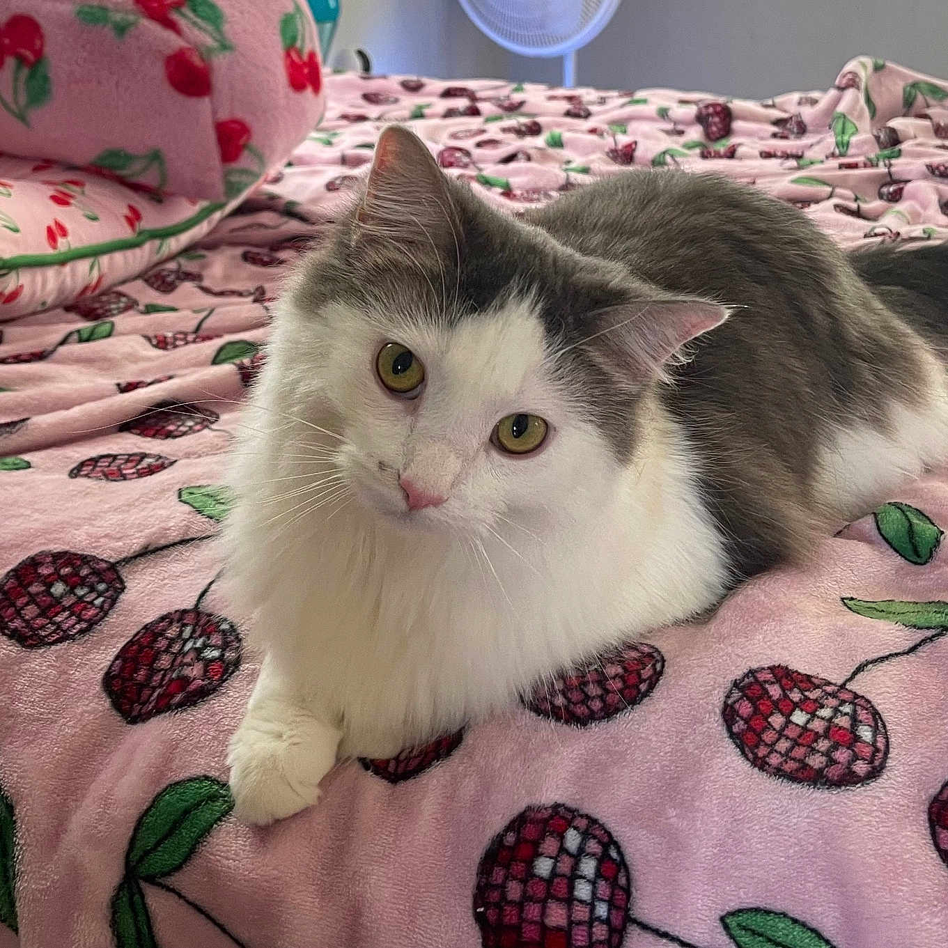 Venus Cherry is registered to the contest to win money with this photo: animal, bed, blanket, cat, cherry_pattern, cozy, curious, cute, feline, fluffy, fur, gray, indoor, paw, pet, relaxed, soft_lighting, tail, whiskers, white