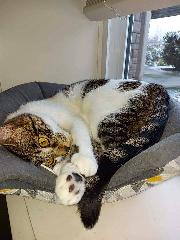 Ju Ju Bean joined the competition — help win amazing prizes! carnivore, cat, claw, comfort, companion_dog, dog_breed, domestic_short_haired_cat, felidae, fur, linens, nap, paw, room, sleep, small_to_medium_sized_cats, snout, tail, whiskers, window, wood