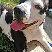 Makyihla is registered to the contest to win money with this photo: dog, black_and_white, tongue_out, close_up, outdoor, sunny, grass, concrete, pet, canine, collar, relaxed, happy, animal, face, paw, nature, daylight, portrait, laying_down