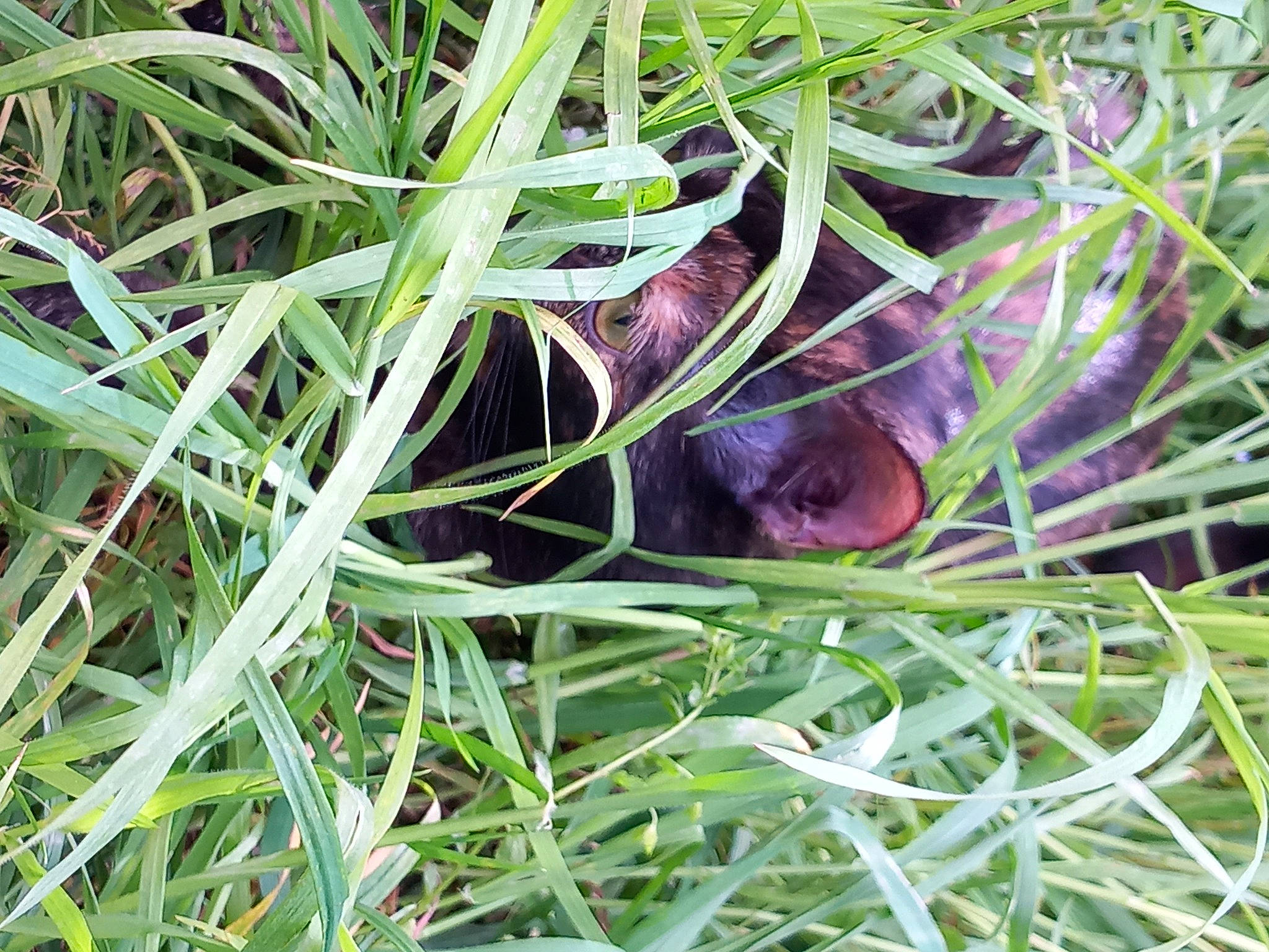 Mimoza a rejoint le concours — aidez-le/la à gagner de superbes lots ! flowering_plant, foot, grass, grass_family, groundcover, herb, herbaceous_plant, plant, sedge_family, terrestrial_animal, terrestrial_plant