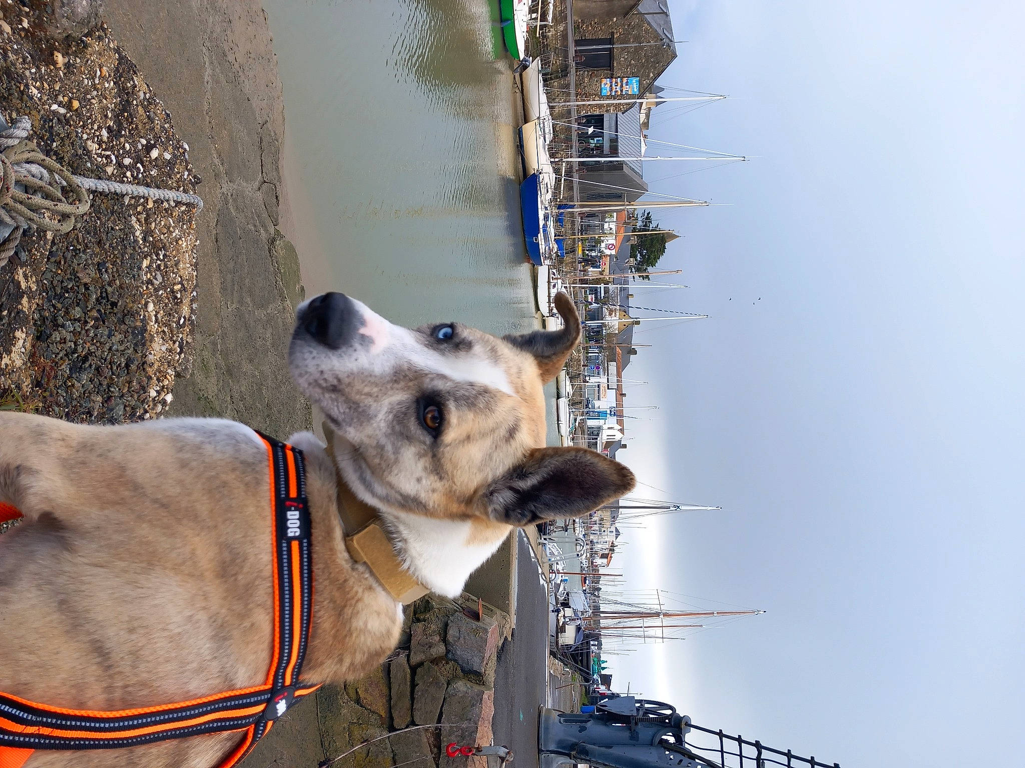 Alpha participe au concours pour gagner de l'argent avec cette photo : boat, canidae, carnivore, collar, dog, dog_breed, dog_collar, electrical_supply, electricity, giant_dog_breed, leash, pack_animal, pet_supply, pole, sky, snout, sporting_group, vehicle, water, working_animal