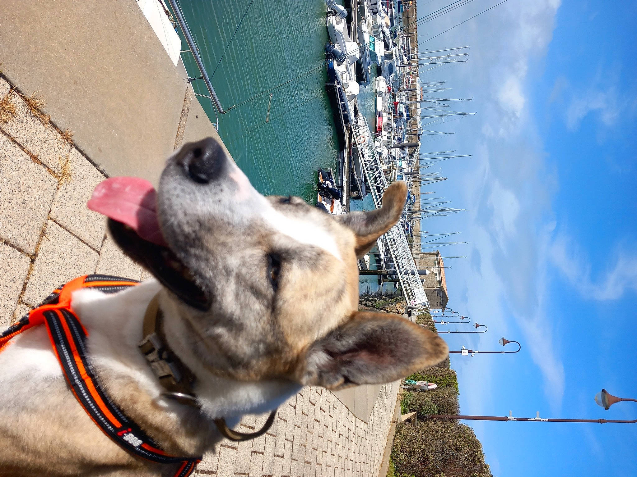 Alpha a rejoint le concours — aidez-le/la à gagner de superbes lots ! blue, carnivore, cloud, collar, companion_dog, dog, dog_breed, dog_collar, dog_supply, fawn, fur, leash, pack_animal, pet_supply, sky, snout, sporting_group, tree, water, working_animal