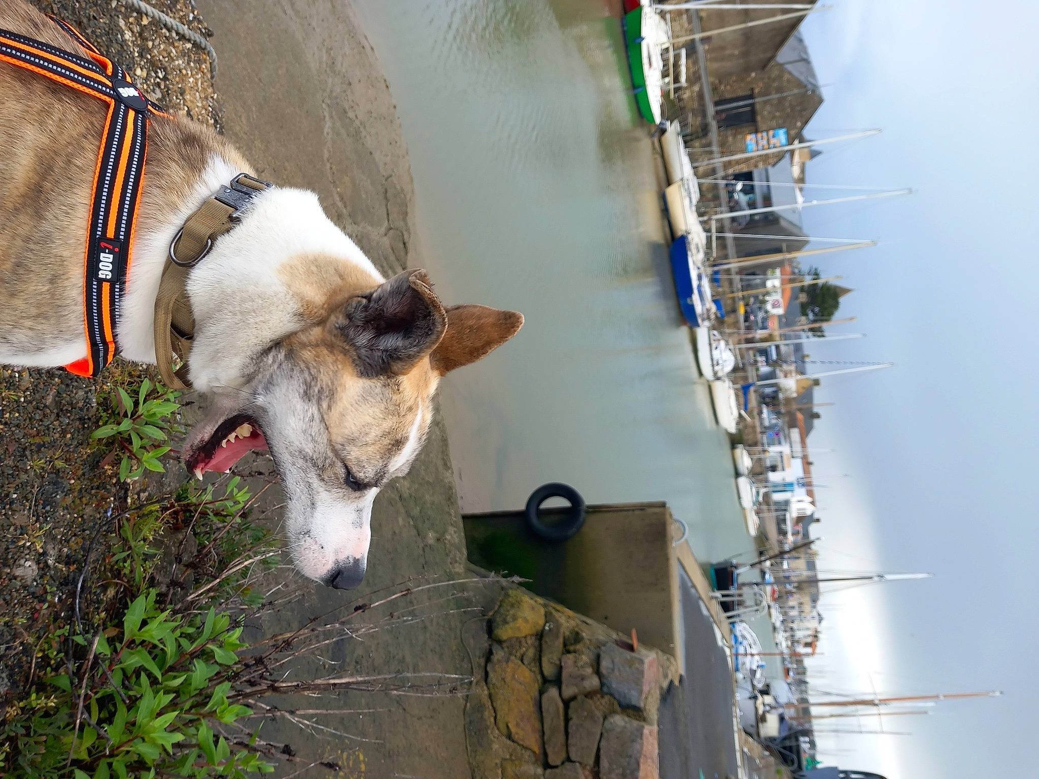 Alpha participe au concours pour gagner de l'argent avec cette photo : bovine, carnivore, collar, dairy, dog_breed, electricity, fawn, fur, goat, goat_antelope, goats, livestock, pack_animal, plant, sky, snout, terrestrial_animal, water, whiskers, working_animal